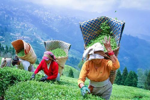 Darjeeling